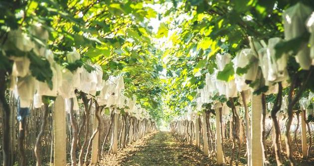 白兰地讲解(白兰地100个常识)